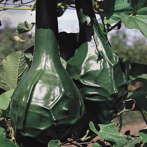 Gourd, Dinosaur (Lodge Gourd) - Cultural Seeds