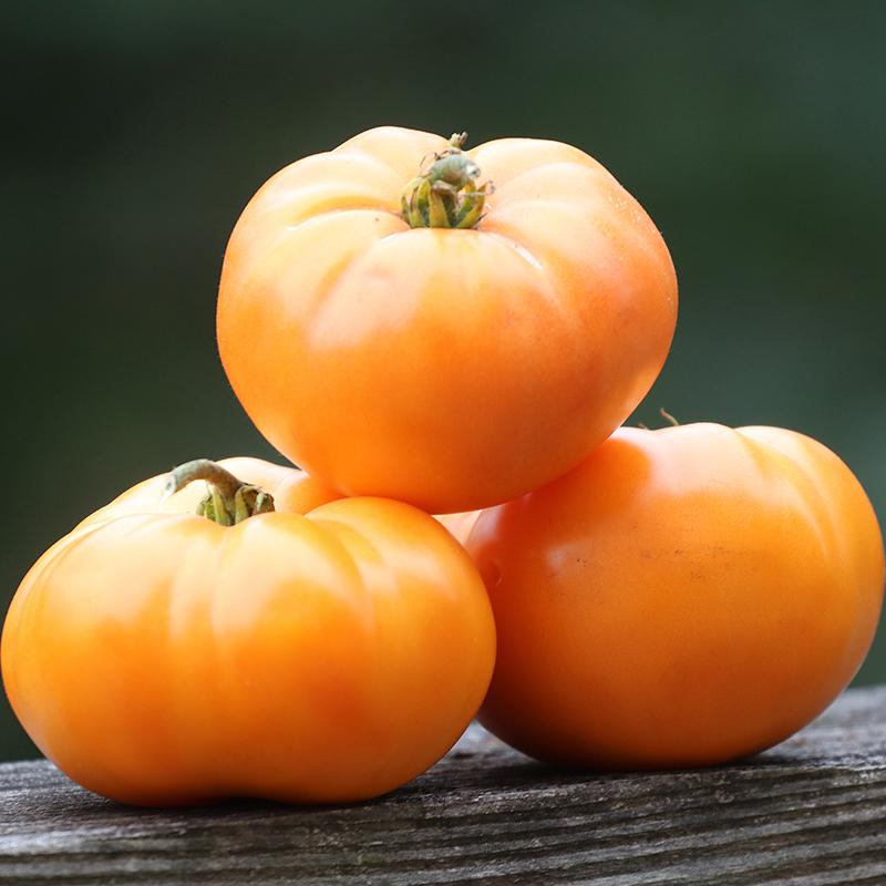 Tomato, Oma's Orange