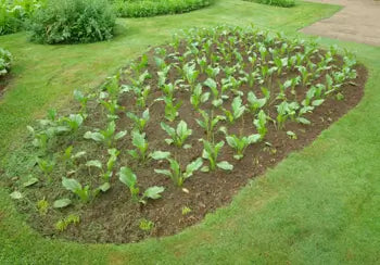 Broad Leaf Plantain