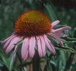 Flower, Narrow Leaved Coneflower