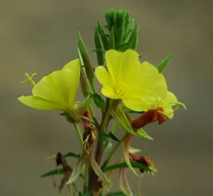 Evening Primrose