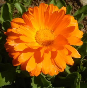 Flower, Orange Calendula