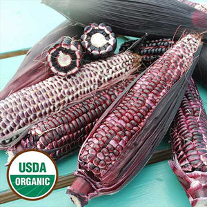 Corn, Double Red