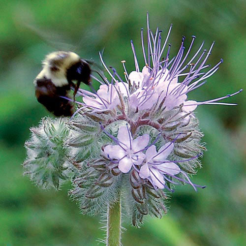 Flower, Bee's Freind