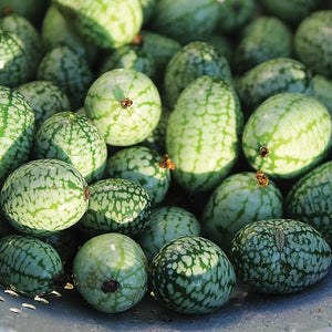 Cucumber, Mexican Sour Gherkin - Mouse Melon