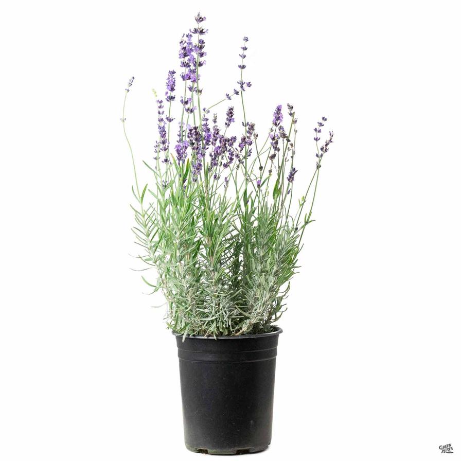 Herb, Munstead Lavender
