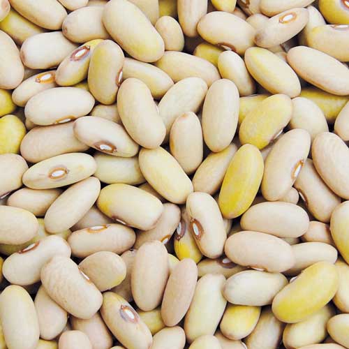 Bean, Arikara Yellow - Cultural Seeds