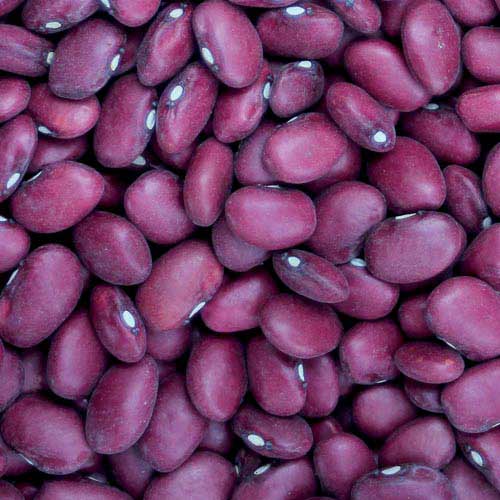Bean, Hidatsa Red - Cultural Seeds
