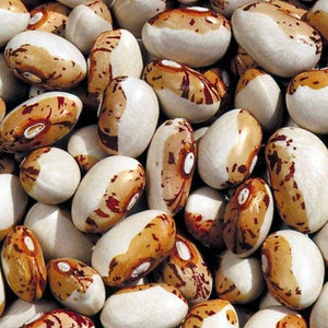 Bean, Hidatsa Shield Figure - Cultural Seeds