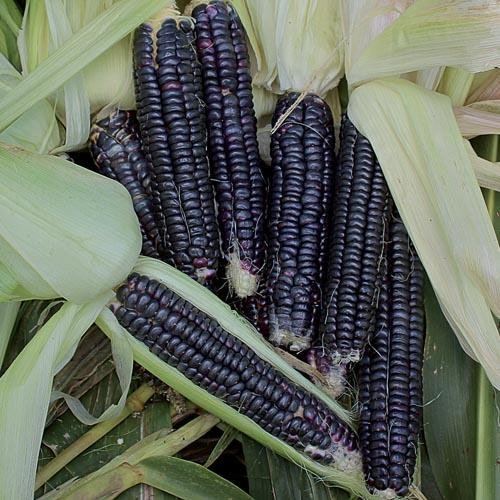 Corn, Black Aztec - Cultural Seeds