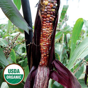 Corn, Seneca Red Stalker - Cultural Seeds