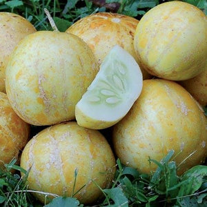 Cucumber, Lemon - Cultural Seeds