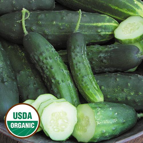 Cucumber, Snow's Fancy Pickling - Cultural Seeds
