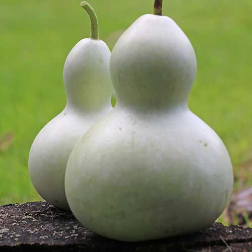Gourd, Birdhouse - Cultural Seeds