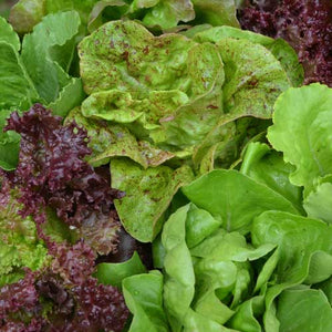 Greens, Lettuce Mixed - Cultural Seeds