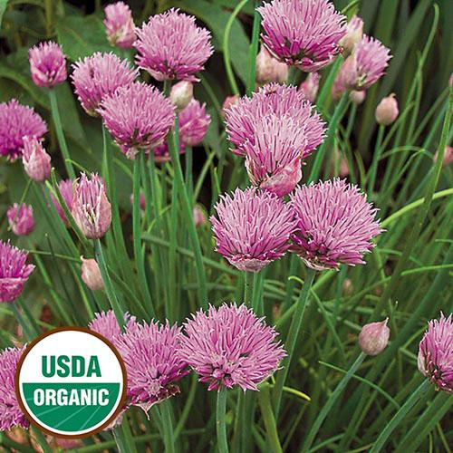 Herb, Chives - Cultural Seeds