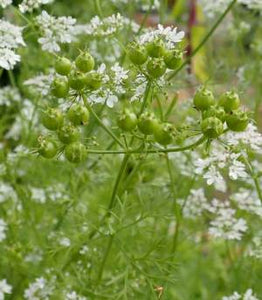 Herb, Cilantro (Coriander) (Coriandrum sativum) - Cultural Seeds