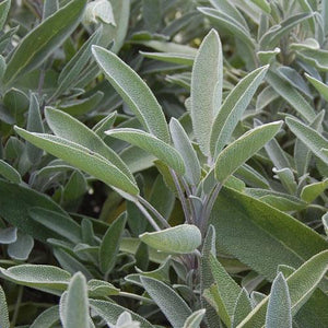 Herb, Culinary Sage - Cultural Seeds