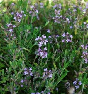 Herb, English Broadleaf Thyme (Thymus Vulgaris) - Cultural Seeds
