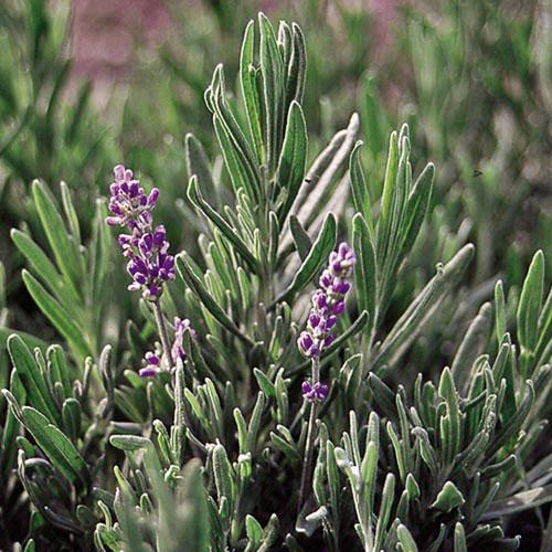Herb, English Lavender - Cultural Seeds