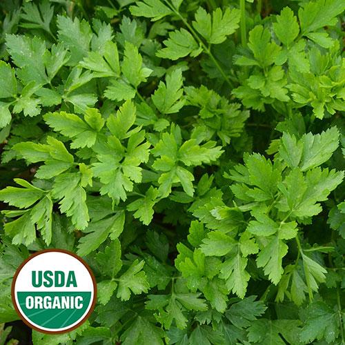 Herb, Giant from Italy Parsley - Cultural Seeds