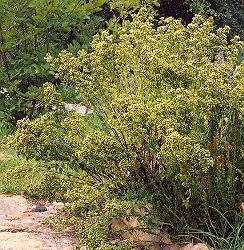 Herb, Greek Oregano (Origanum Heracleoticum) - Cultural Seeds