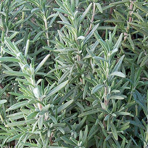 Herb, Rosemary - Cultural Seeds