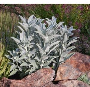 Herb, Sacred White Sage (Salvia Apiana) - Cultural Seeds