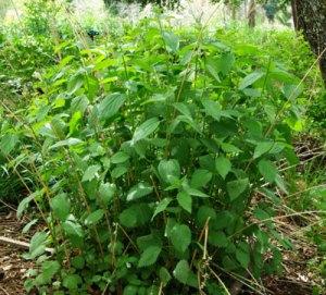 Herb, Stinging Nettle (Urtica Dioica) - Cultural Seeds