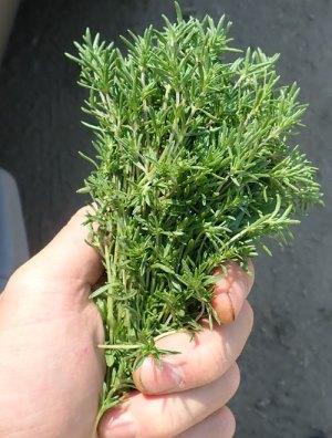 Herb, Summer Savory (Satureja Hortensis) - Cultural Seeds