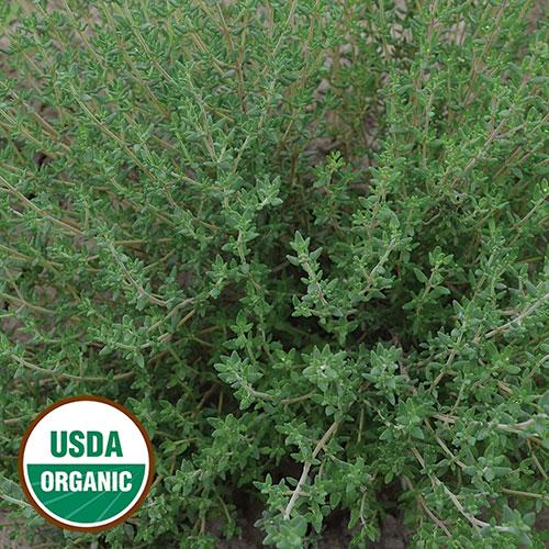 Herb, Thyme - Cultural Seeds