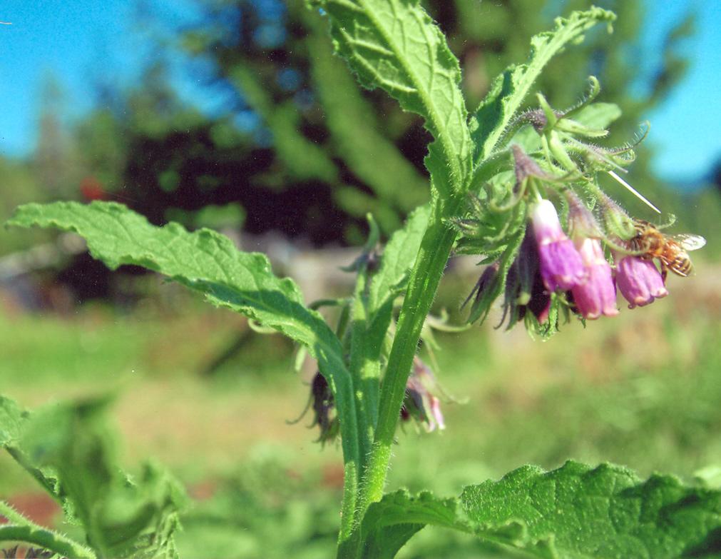 Herb, True Comfrey (Symphytum officinale var patens) - Cultural Seeds