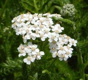 Herb, Yarrow Wild White (Achillea Millefolium) - Cultural Seeds