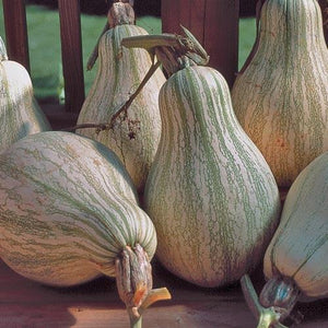 Squash, Tennessee Sweet Potato - Cultural Seeds