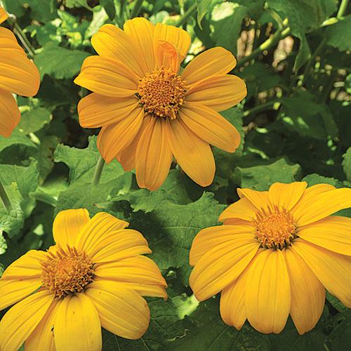 Sunflower, Aztec Sun - Cultural Seeds