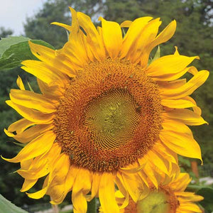 Sunflower, Russian Mammoth - Cultural Seeds