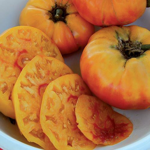 Tomato, Gold Medal - Cultural Seeds