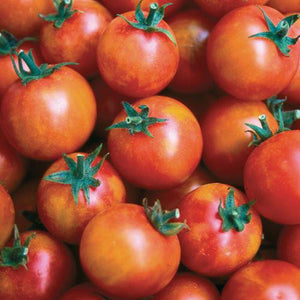 Tomato, Isis Candy Cherry - Cultural Seeds