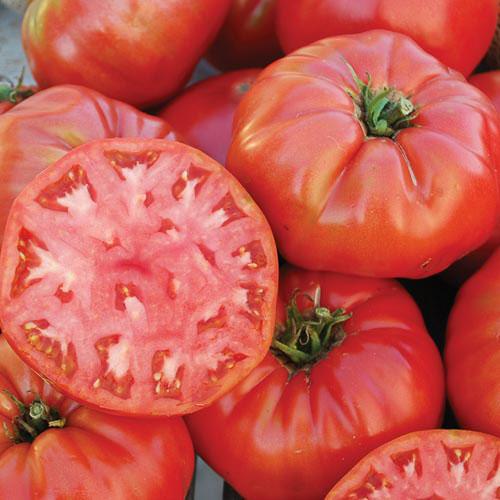 Tomato, Mortgage Lifter Halladay’s (Beefstake) - Cultural Seeds