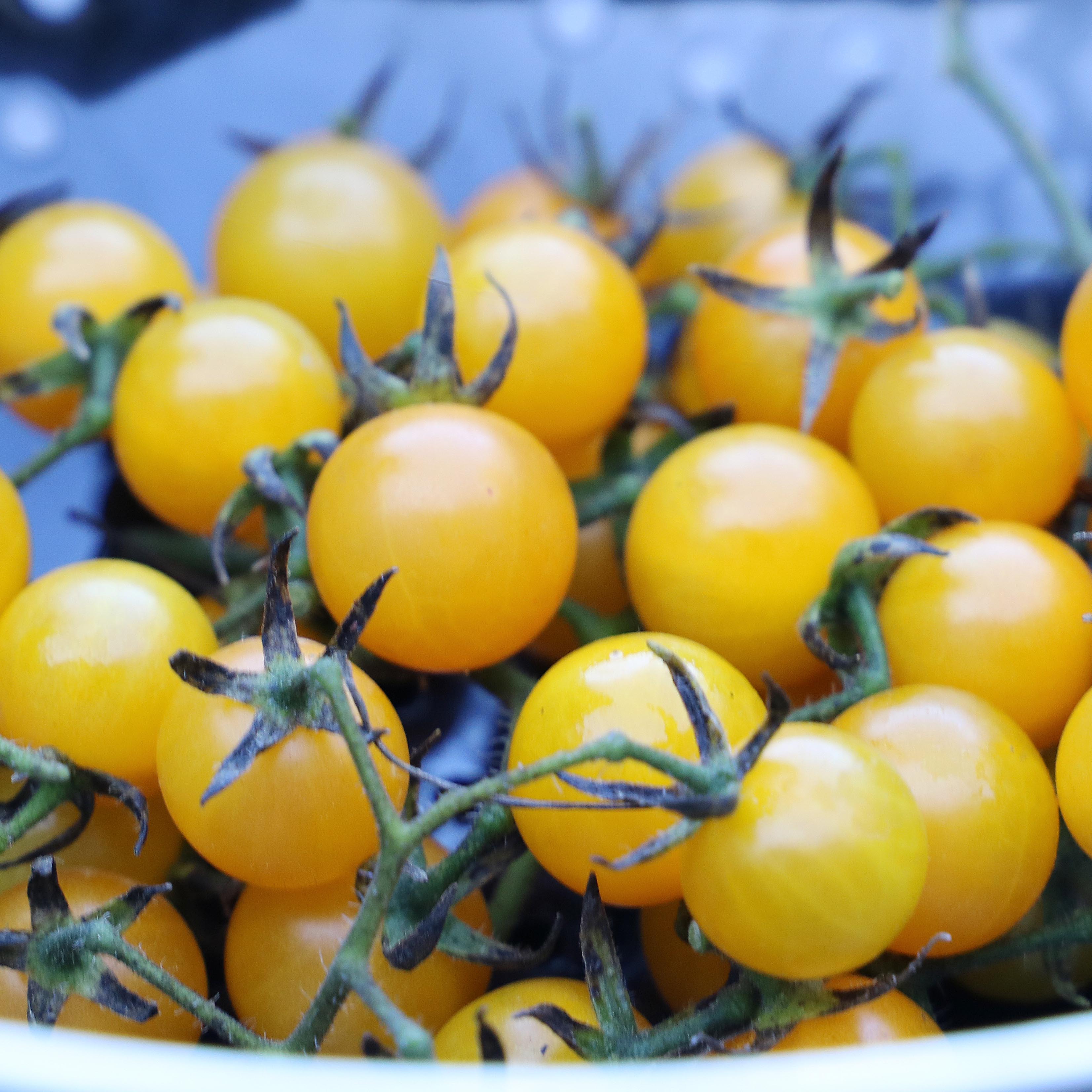Tomato, Yellow Igleheart Cherry - Cultural Seeds